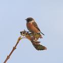 IMG_7904 Stonechat.JPG